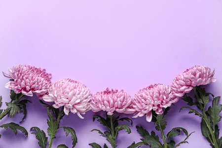 Pink chrysanthemum flowers on lilac background, closeupの写真素材