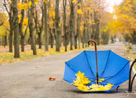 Stylish bright umbrella with autumn leaves in parkの写真素材