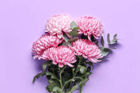Bouquet of fresh chrysanthemum flowers on lilac background, closeupの写真素材