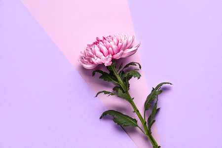 Beautiful chrysanthemum flower on lilac background