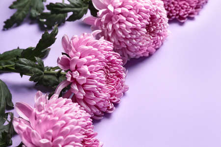 Pink chrysanthemum flowers on lilac background, closeupの写真素材