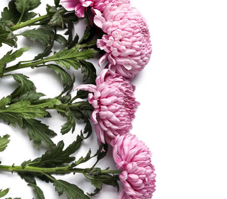 Fresh chrysanthemums isolated on white background, closeupの写真素材