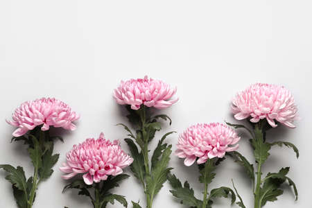 Many beautiful chrysanthemum flowers on white background, closeupの写真素材