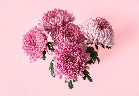 Bouquet of beautiful chrysanthemum flowers on pink backgroundの写真素材
