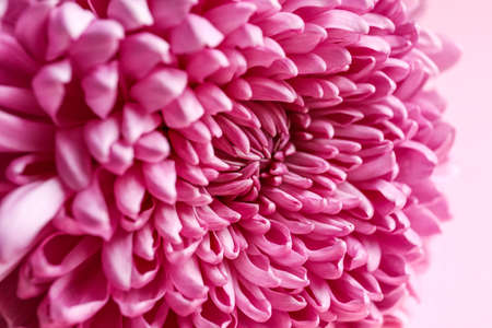 Texture of pink chrysanthemum as background, closeupの写真素材