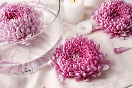 Beautiful chrysanthemum flowers on tableの写真素材