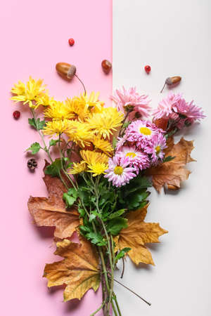 Composition with beautiful chrysanthemum flowers and autumn leaves on color backgroundの写真素材