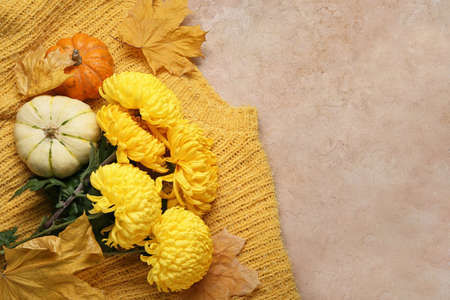 Composition with yellow chrysanthemum flowers, pumpkins and sweater on color background