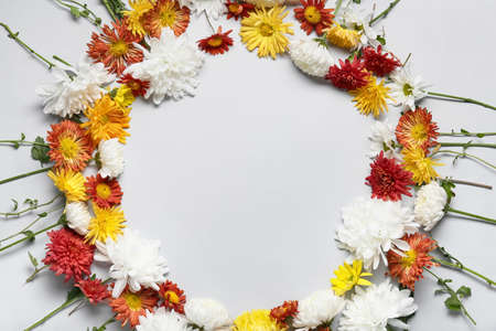 Frame made of chrysanthemum flowers on white background, closeupの写真素材