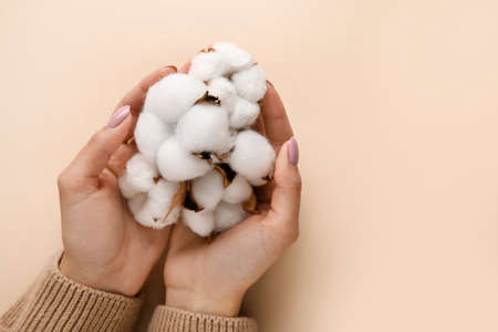 Female hands with beautiful cotton flowers on color backgroundの写真素材