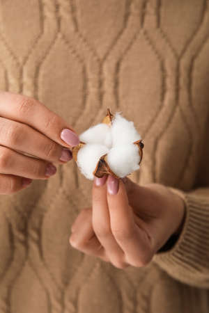 Female hands with beautiful cotton flower, closeupの写真素材