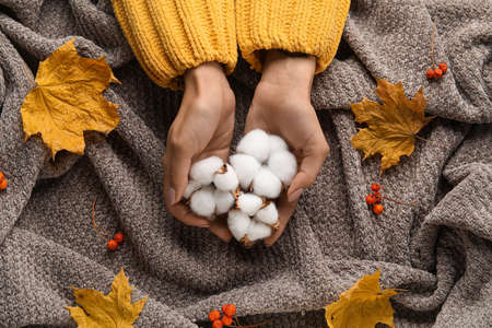 Female hands with cotton flowers and autumn decor on fabric backgroundの写真素材