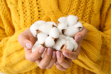 Young woman holding beautiful cotton flowers, closeupの写真素材