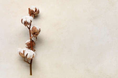 Branch of cotton flowers on light backgroundの写真素材