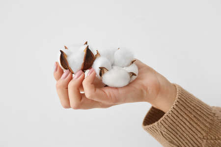Female hand with beautiful cotton flowers on light backgroundの写真素材