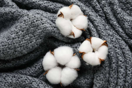 Soft cotton flowers on dark knitted fabric backgroundの写真素材