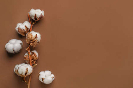 Branch of soft cotton flowers on color backgroundの写真素材