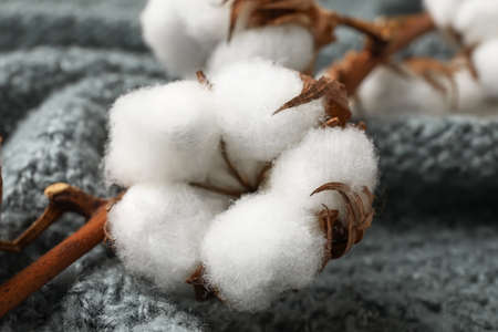 Closeup view of beautiful cotton flower on knitted fabric backgroundの写真素材