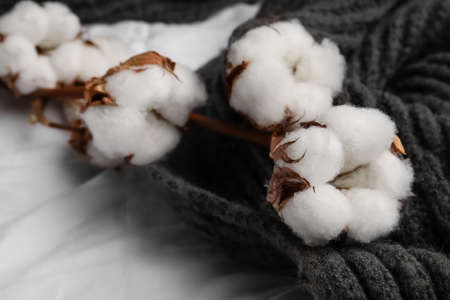 Branch of cotton flowers on fabric backgroundの写真素材