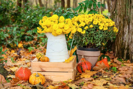 Watering can with beautiful Chrysanthemum flowers and pumpkins in autumn parkの写真素材