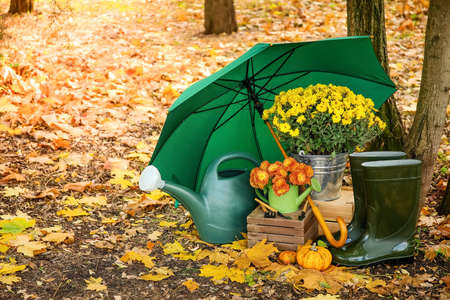Beautiful Chrysanthemum flowers with watering cans, bucket, gumboots and umbrella in autumn parkの写真素材