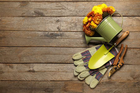 Watering can with beautiful Chrysanthemum flowers and gardening tools on wooden backgroundの写真素材