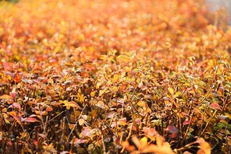 bushes with beautiful leaves in autumn park