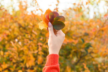 woman holding beautiful autumn leaves in parkの写真素材