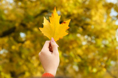 Woman holding beautiful autumn leaf in park, closeupの写真素材