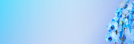 Beautiful blooming orchid on blue background with space for textの写真素材