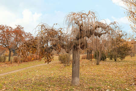 View of bare weeping mulberry tree in autumn park