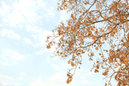 Tree branches with autumn leaves against blue sky