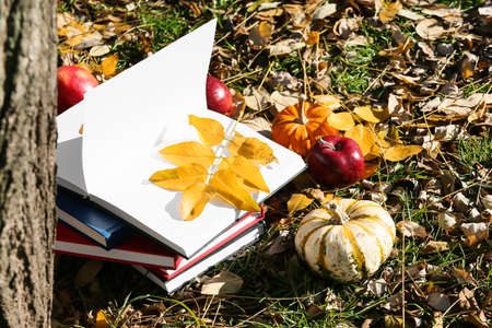 Stack of books, autumn leaves, pumpkins and apples near tree in autumn parkの写真素材