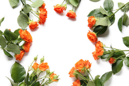 Frame made of beautiful bush roses on white backgroundの写真素材