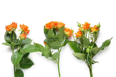 beautiful bush roses on white backgroundの写真素材
