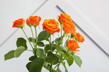 Beautiful orange roses against light wallの写真素材