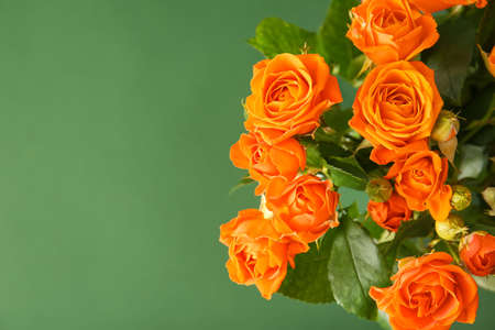 Bouquet of beautiful orange roses on green backgroundの写真素材