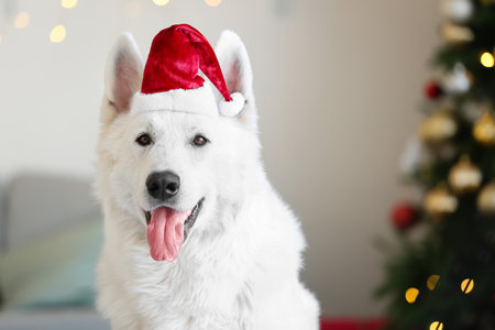Funny dog in Santa hat at home on Christmas eveの写真素材