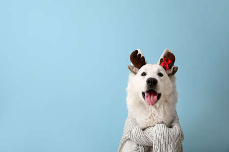 Cute white dog wearing deer horns on color background