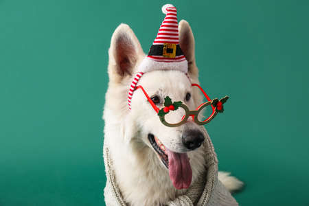 Cute white dog wearing glasses and Santa hat on color backgroundの写真素材