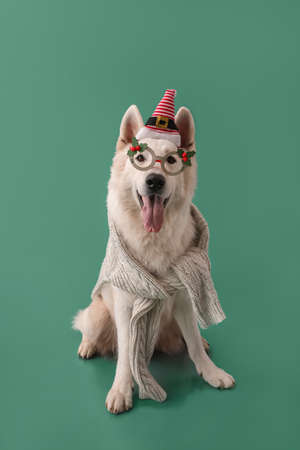 Cute white dog wearing glasses and Santa hat on color backgroundの写真素材