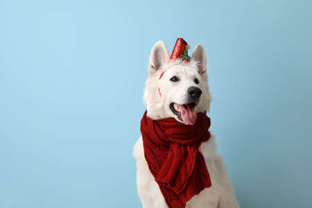 Cute white dog in Santa hat and scarf on color backgroundの写真素材