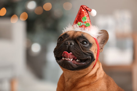 Cute French bulldog in Santa hat at homeの写真素材