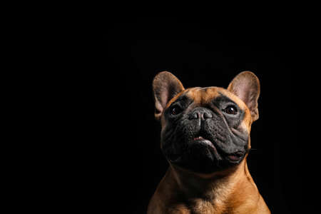 Cute French bulldog on black backgroundの写真素材