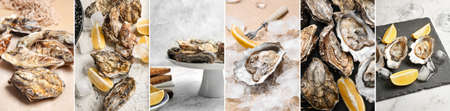 Collage with tasty oysters, lemon and ice cubes
