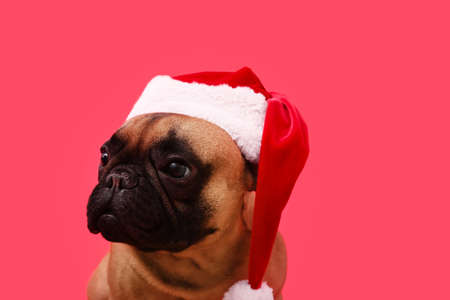 Cute French bulldog in Santa hat on color backgroundの写真素材