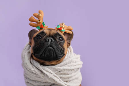 Cute French bulldog wearing deer horns and scarf on color backgroundの写真素材