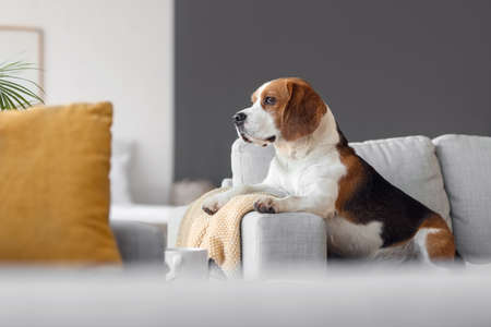 Cute Beagle dog with warm plaid at home on autumn dayの写真素材