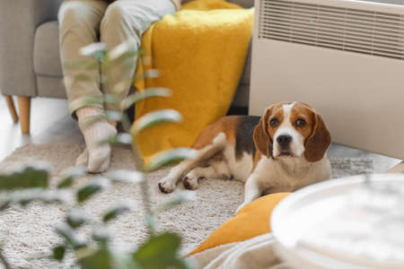 Cute Beagle dog and owner near convector heater at homeの写真素材