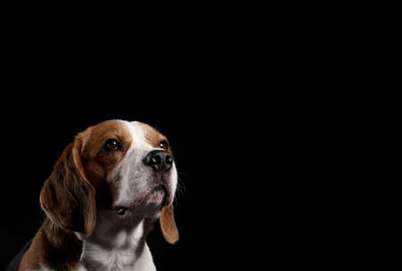 Funny Beagle dog on black backgroundの写真素材